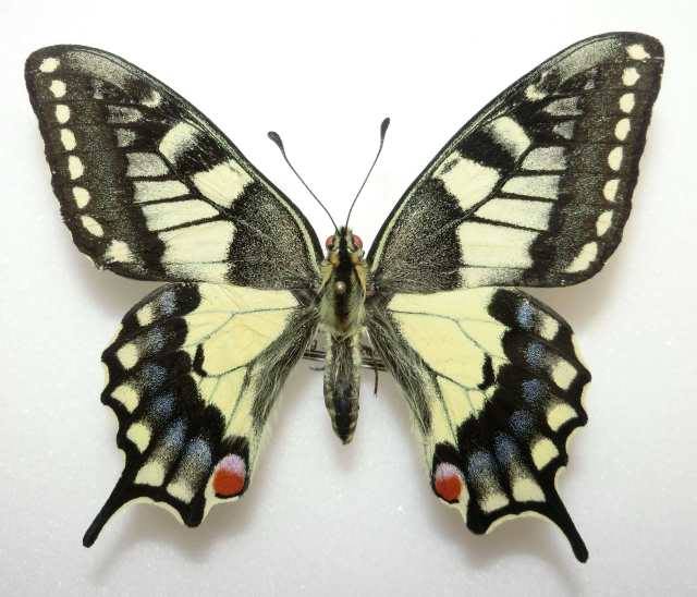 Papilio machaon (aberration, Poland) (Internet Image property of respective owner, non-commercial use only)